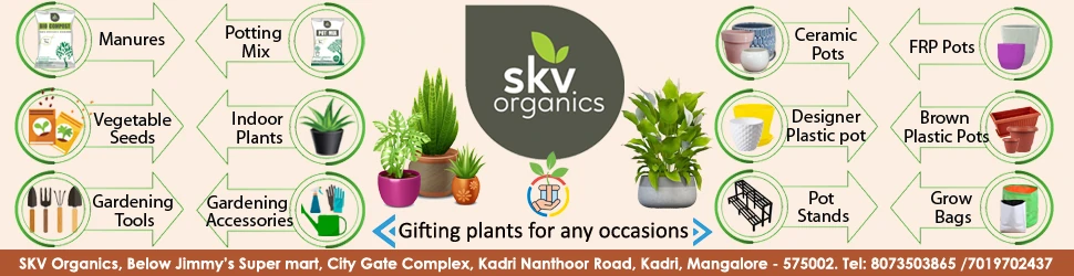 Build your dream garden in Mangalore